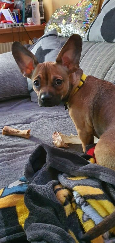 French Bull Weiner French Bull Weiner