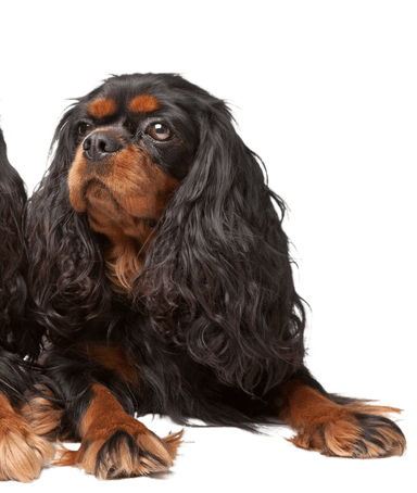 King Charles Spaniel King Charles Spaniel