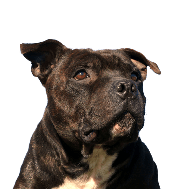 Staffordshire Bullterrier Staffordshire Bullterrier