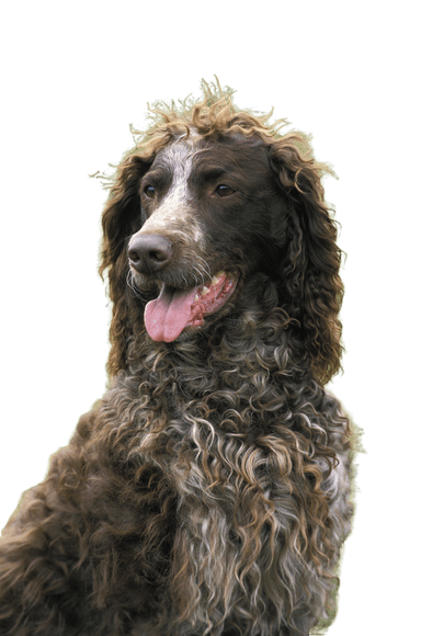 Pont-Audemer Spaniel Pont-Audemer Spaniel