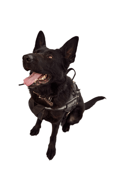 Norwegischer Elchhund schwarz Norwegischer Elchhund schwarz