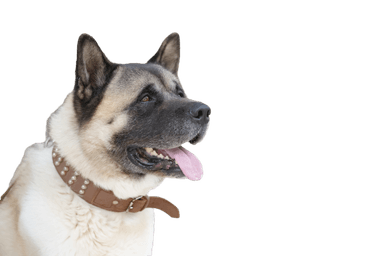 Amerikanischer Akita Amerikanischer Akita
