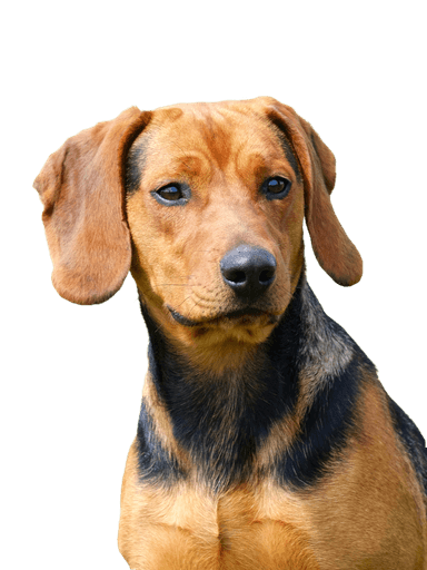 Serbischer Laufhund Serbischer Laufhund