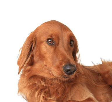 Golden Irish Golden Irish