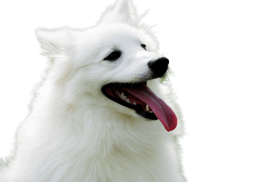 American Eskimo Dog American Eskimo Dog