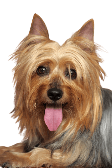 Australian Silky Terrier Australian Silky Terrier