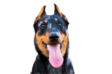 Beauceron Beauceron