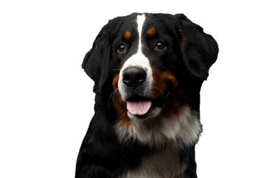 Berner Sennenhund Berner Sennenhund
