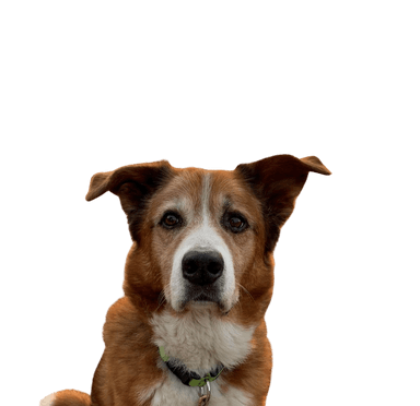 Bernese Akita Bernese Akita