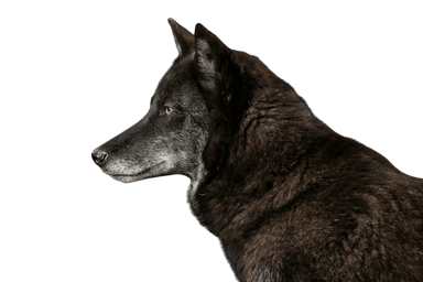 Timberwolf Timberwolf