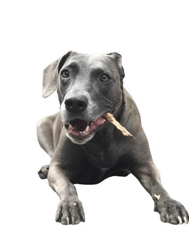 Blue Lacy