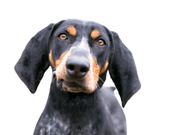 Bluetick Coonhound Bluetick Coonhound