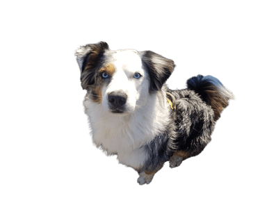 Border-Aussie Border-Aussie