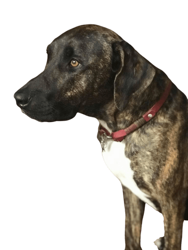 Canarian Ridgeback Canarian Ridgeback