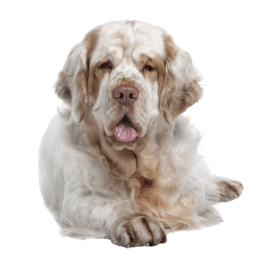 Clumber Spaniel Clumber Spaniel