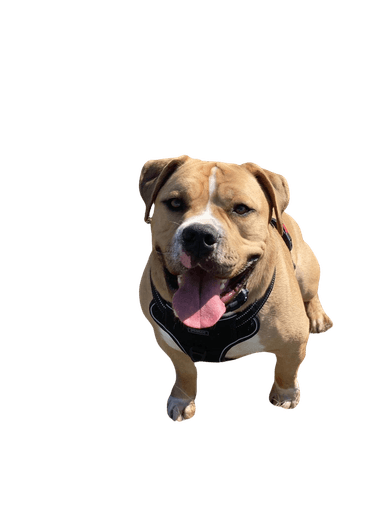 EngAm Bulldog EngAm Bulldog