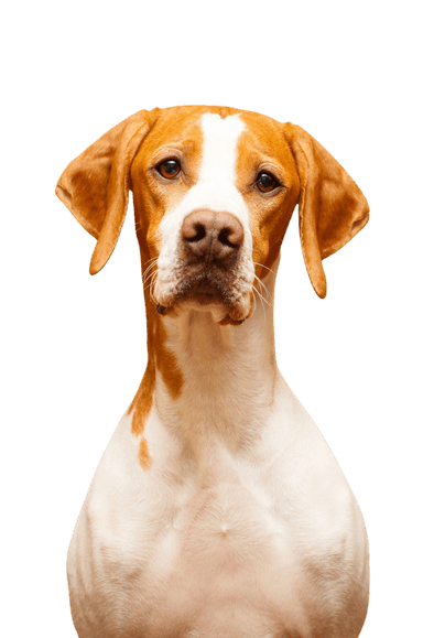 English Pointer English Pointer