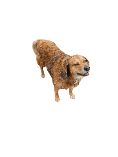 Golden Cocker Retriever Golden Cocker Retriever