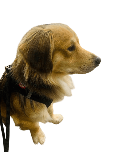 Golden Dox Golden Dox