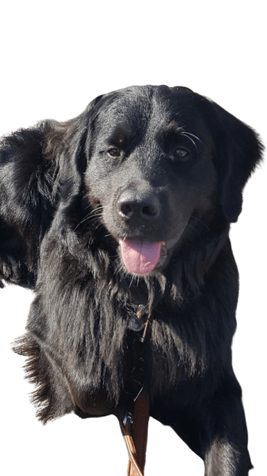 Golden Mountain Dog