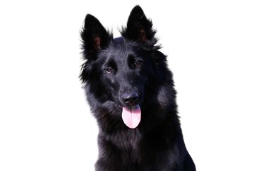 Groenendael Groenendael