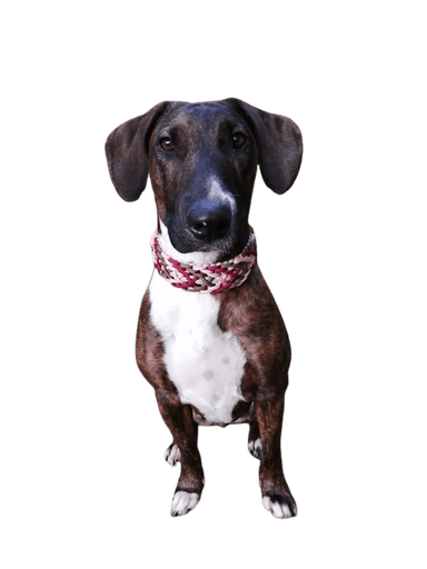 Hannoverscher Bull Terrier Hannoverscher Bull Terrier