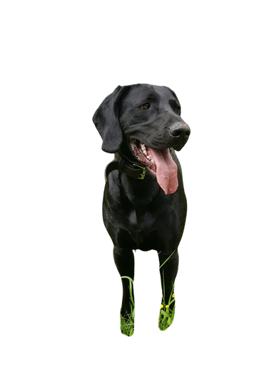 Hannoverscher Schweißhund-Weimaraner Mix Hannoverscher Schweißhund-Weimaraner Mix