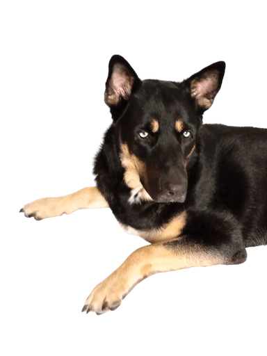 Husky Beauceron Mix Husky Beauceron Mix