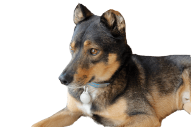Rottsky Rottsky