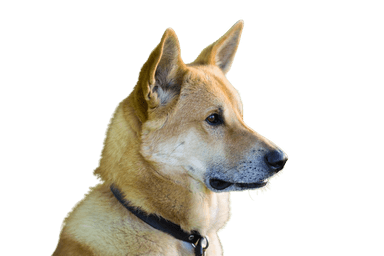Kanaan-Hund Kanaan-Hund