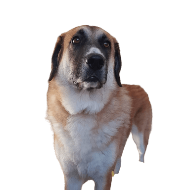 Kangal - Deutscher Schäferhund Mix Kangal - Deutscher Schäferhund Mix