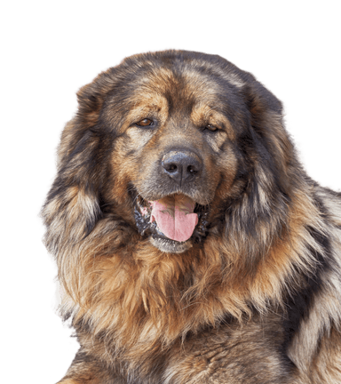 Karst-Schäferhund