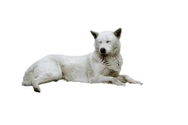 Korea Jindo Dog Korea Jindo Dog