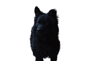 Kroatischer Schäferhund