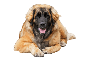 Leonberger Leonberger