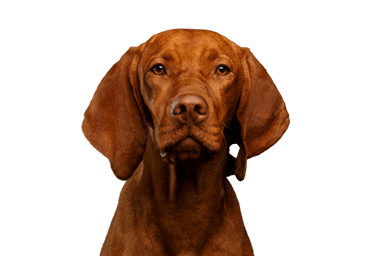Kurzhaar Vizsla Kurzhaar Vizsla