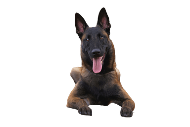 Malinois Malinois