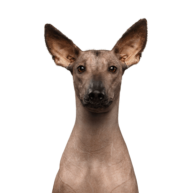 Xoloitzcuintle Xoloitzcuintle