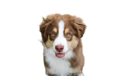 Miniature American Shepherd Miniature American Shepherd
