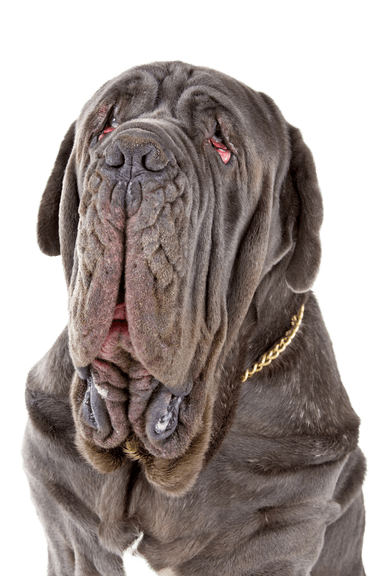 Mastino Napoletano Mastino Napoletano