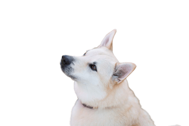Norwegischer Buhund Norwegischer Buhund
