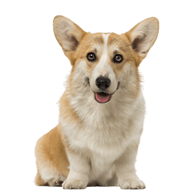 Welsh Corgi Pembroke Welsh Corgi Pembroke