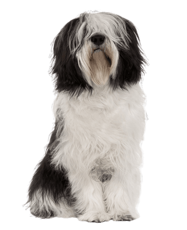 Polnischer Niederungshütehund Polnischer Niederungshütehund