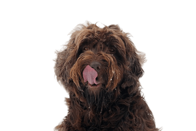 Pudelpointer Pudelpointer