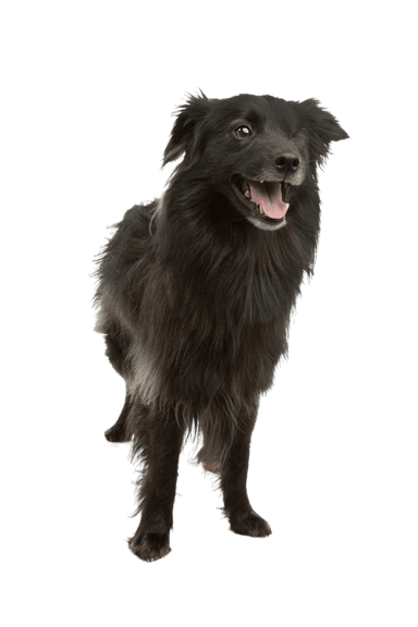 Pyrenäen-Hütehund mit kurzhaarigem Gesicht Pyrenäen-Hütehund mit kurzhaarigem Gesicht