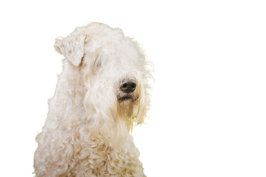 Irish Soft Coated Wheaten Terrier Irish Soft Coated Wheaten Terrier