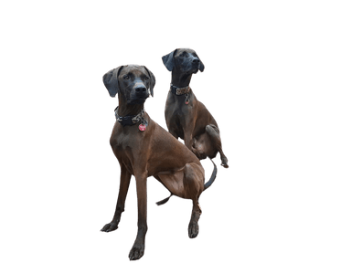 Rhodesian Vizsla