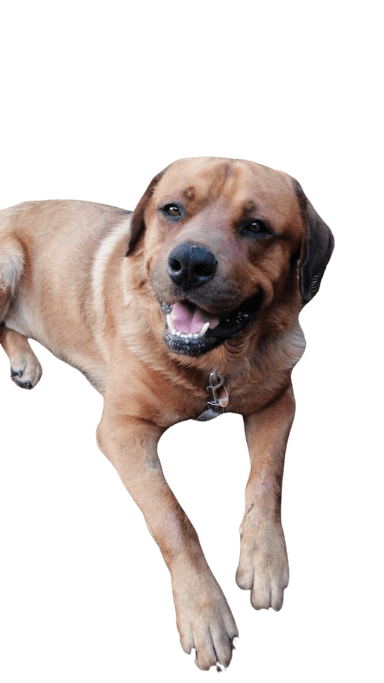 Rottweiler Bear Dog Rottweiler Bear Dog