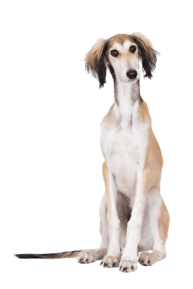 Saluki Saluki
