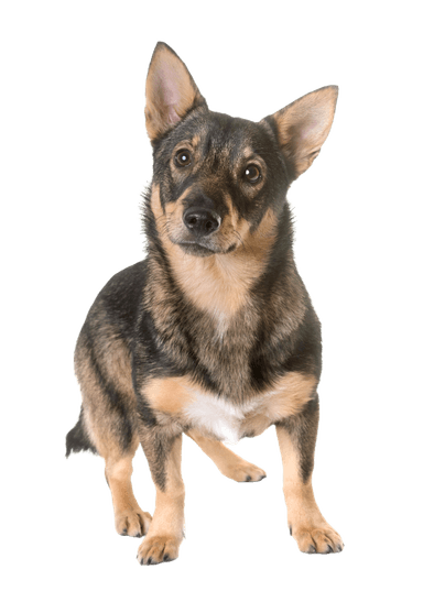 Västgötaspets Västgötaspets
